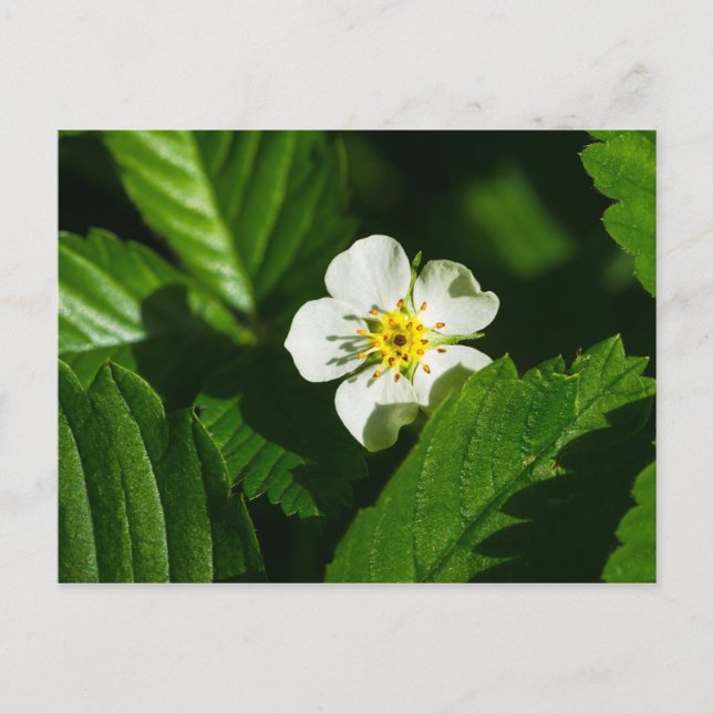 Carte Postale Fleur de fraises sauvages (Devant)