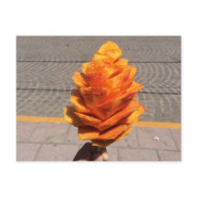 Fleur de fruits