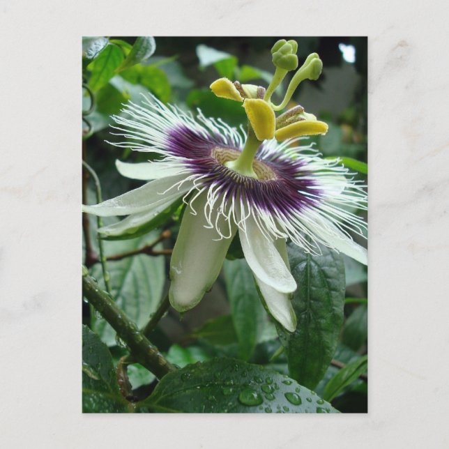 Carte Postale Fleur de fruits exotique de la passion tropicale (Devant)
