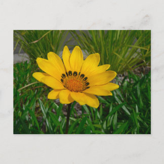 Carte Postale Fleur de Gazania