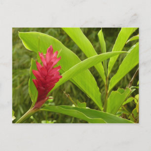 Carte Postale Fleur de gingembre rouge (Alpinia) tropicale