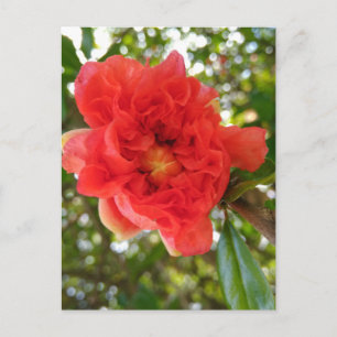 Carte postale Fleur de Grenade