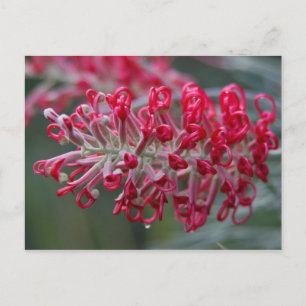 Carte Postale fleur de grevillea