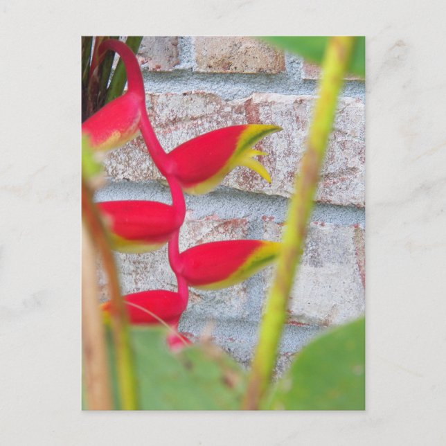 Carte Postale Fleur de griffe de homard Heliconia Rostrata (Devant)
