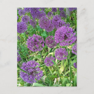Carte Postale Fleur de jardin violet Alliums
