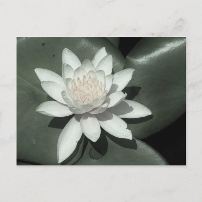 Carte Postale fleur de laine d'eau rose clair (Devant)