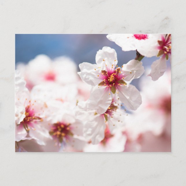 Carte Postale Fleur de l'amandier (Devant)