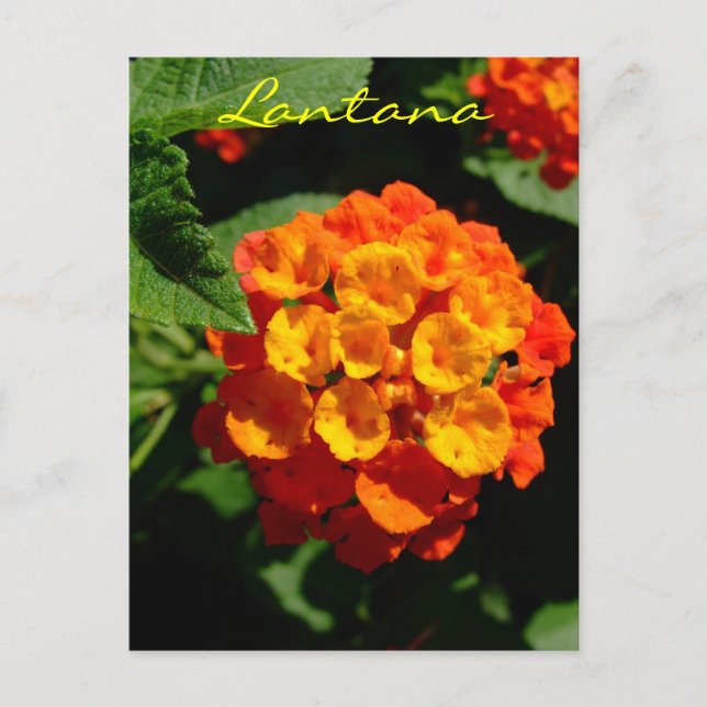 Carte Postale Fleur de Lantana (Devant)