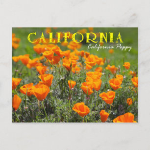 Carte Postale Fleur de l'État de Californie : Poppy de Californi