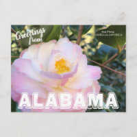 Fleur de l'état de l'Alabama, Camellia Postcard