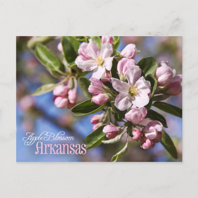 Carte Postale Fleur de l'État de l'Arkansas : Fleur d'Apple (Devant)