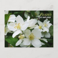 Fleur de l'État de l'Idaho : la fausse orange de L