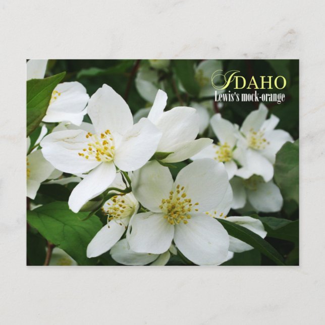 Carte Postale Fleur de l'État de l'Idaho : la fausse orange de L (Devant)