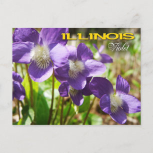 Carte Postale Fleur de l'État de l'Illinois : Violet