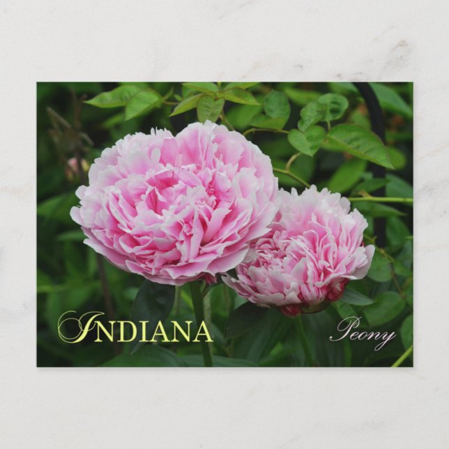 Carte Postale Fleur de l'état de l'Indiana : Peony (Devant)