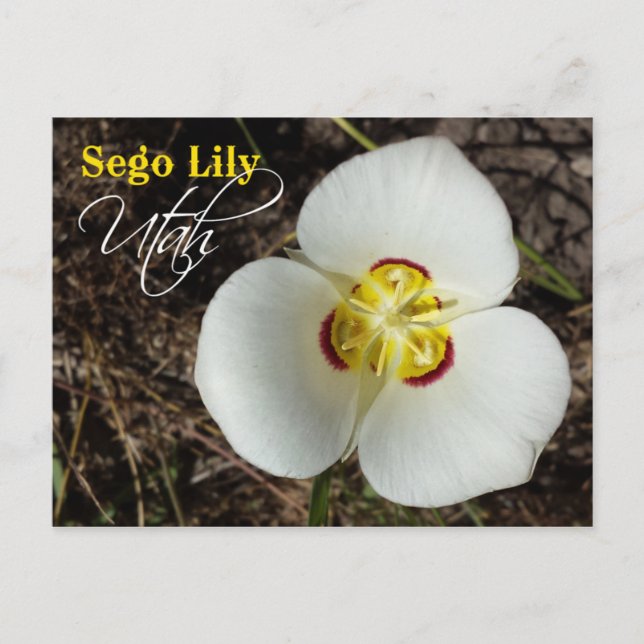 Carte Postale Fleur de l'État de l'Utah : Sego Lily (Devant)