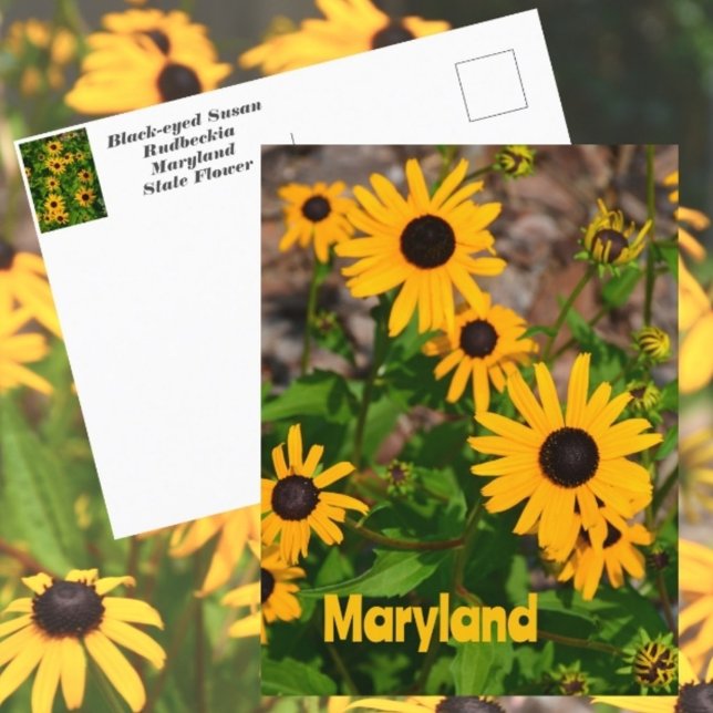 Carte Postale Fleur de l'état de Susan aux yeux noirs du Marylan (Créateur téléchargé)
