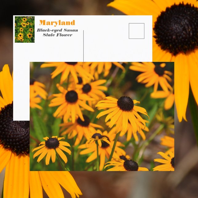 Carte Postale Fleur de l'État de Susan Maryland aux yeux noirs (Créateur téléchargé)