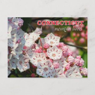 Carte Postale Fleur de l'État du Connecticut : Mountain Laurel