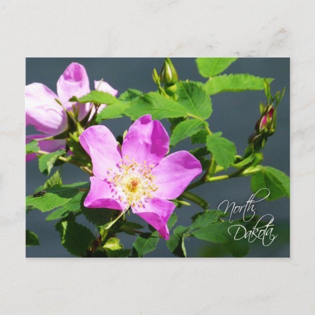 Carte Postale Fleur de l'État du Dakota du Nord : Rose sauvage d (Devant)