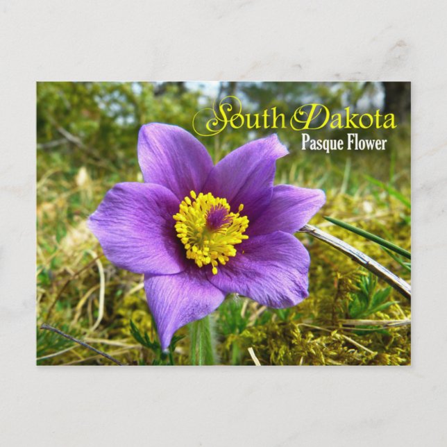 Carte Postale Fleur de l'État du Dakota du Sud : Fleur Pasque (Devant)