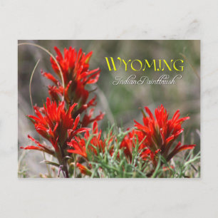 Carte Postale Fleur de l'État du Wyoming : Pinceau indien