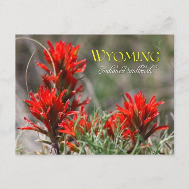 Carte Postale Fleur de l'État du Wyoming : Pinceau indien (Devant)