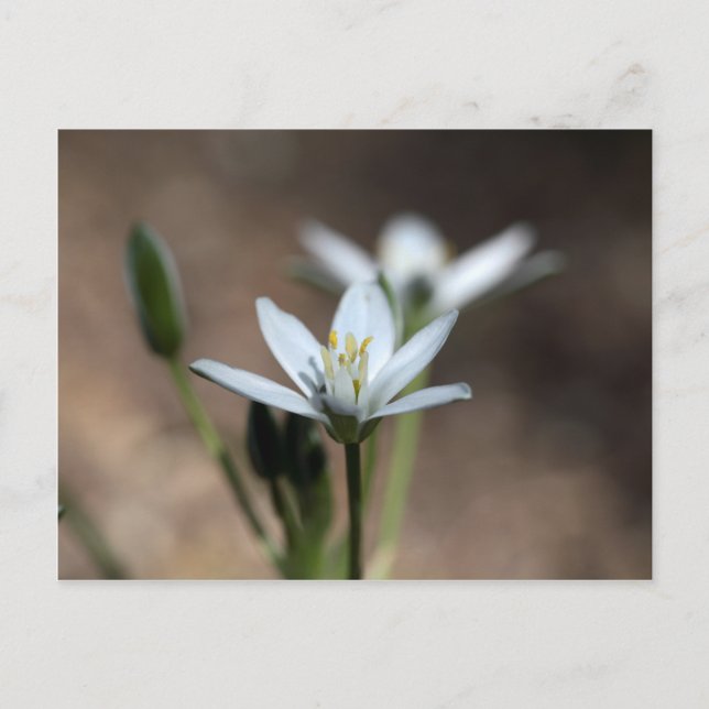 Carte Postale Fleur de l'étoile de Bethléem (Ornithogalum umbell (Devant)