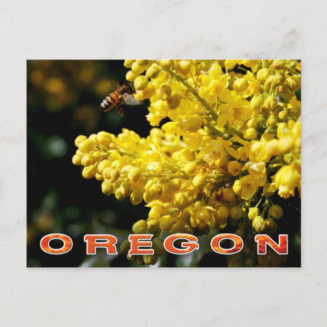 Carte Postale Fleur de l'Oregon : Mahonia à feuilles de houx (Devant)