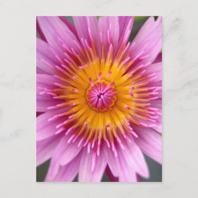 Carte Postale fleur de lotus (Devant)
