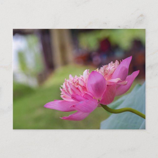 Carte Postale Fleur de lotus (Devant)