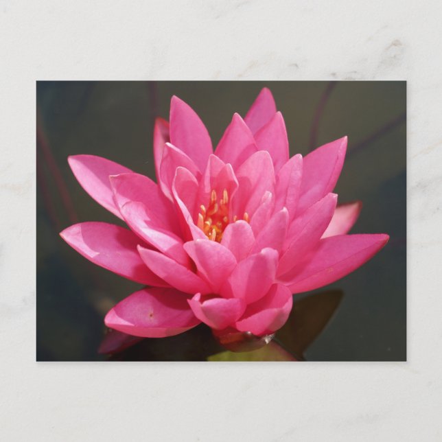 Carte Postale fleur de lotus (Devant)