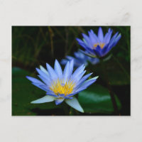 Fleur de lotus et signification