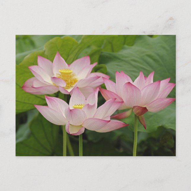 Carte Postale Fleur de Lotus, Nelumbo nucifera, Chine 2 (Devant)