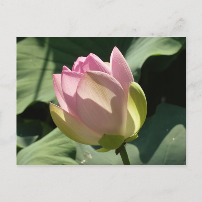 Carte Postale Fleur de Lotus rose florissante été (Devant)