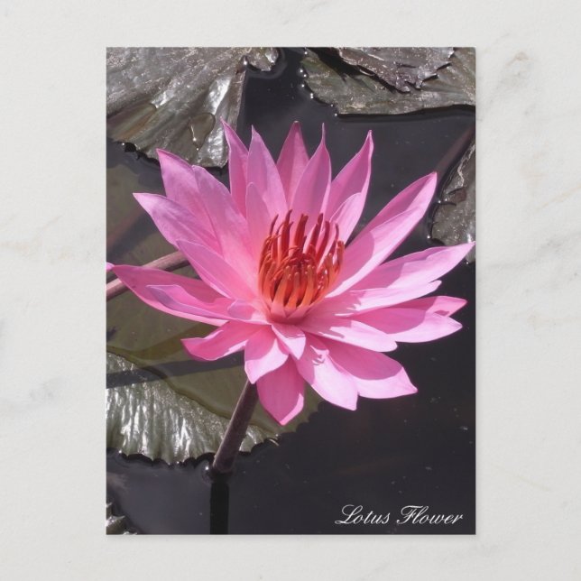 Carte Postale Fleur de lotus rose, Plantes de printemps, Nature (Devant)