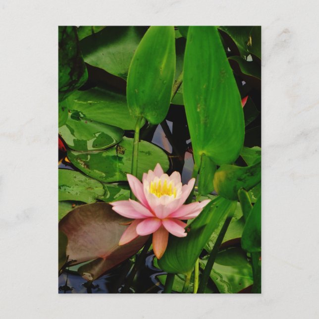 Carte Postale Fleur de lys d'eau rose (Devant)