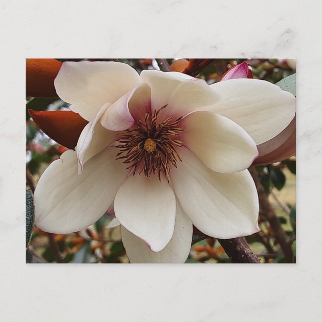 Carte Postale Fleur de Magnolia (Devant)
