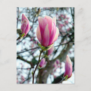 Carte Postale Fleur de Magnolia et bourgeons