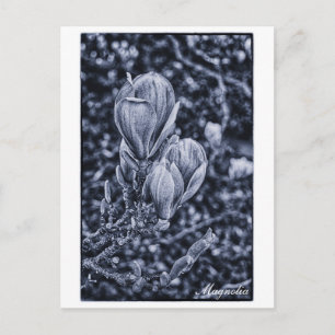 Carte Postale Fleur de Magnolia, Printemps, Ours dépliants / Nat