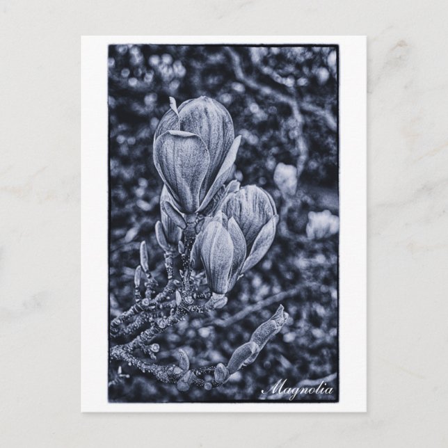 Carte Postale Fleur de Magnolia, Printemps, Ours dépliants / Nat (Devant)