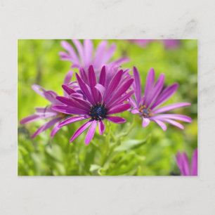 Carte postale Fleur de marguerite africaine