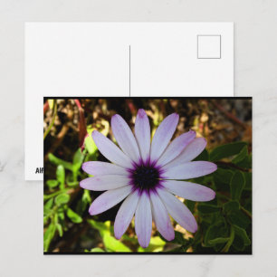 Carte Postale Fleur de Marguerite africaine blanche