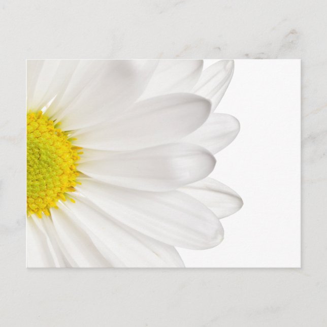 Carte Postale Fleur de marguerite blanche Arrière - plan de marg (Devant)