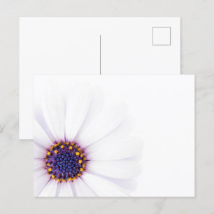 Carte Postale Fleur de marguerite blanche minimaliste sur Arrièr