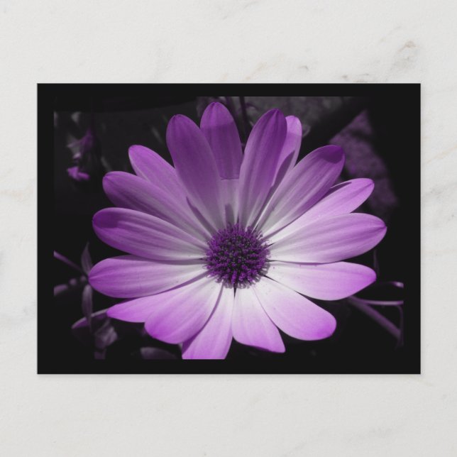 Carte postale Fleur de marguerite violette (Devant)