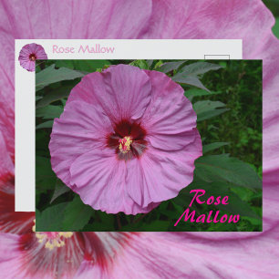 Carte Postale Fleur de Mauve Rose Photographique Botanique
