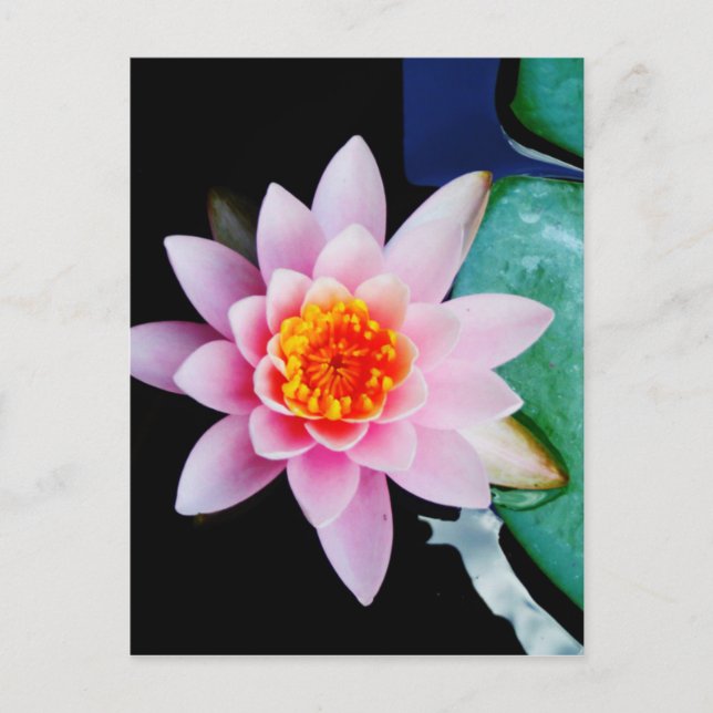 Carte Postale Fleur de nénuphar de lotus de roses indien et (Devant)