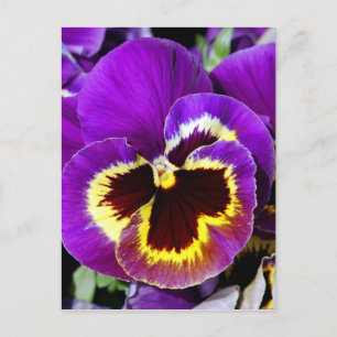 Carte Postale Fleur de pansement jaune et violet