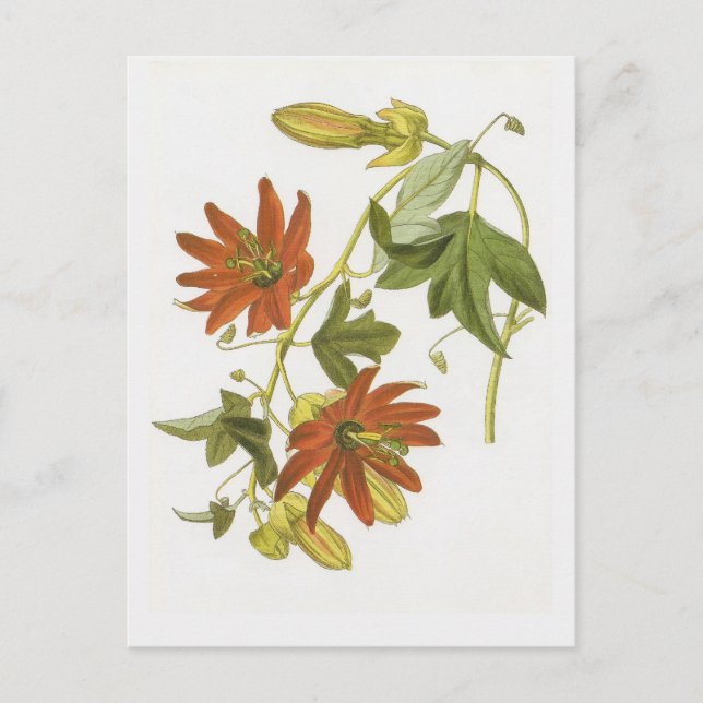 Carte Postale Fleur de passion (Devant)